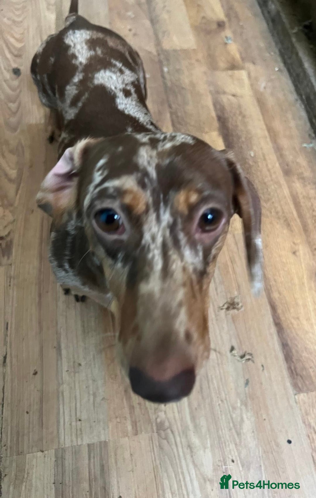 Dachshund dogs for sale: Male dachshund for sale  - Image 2