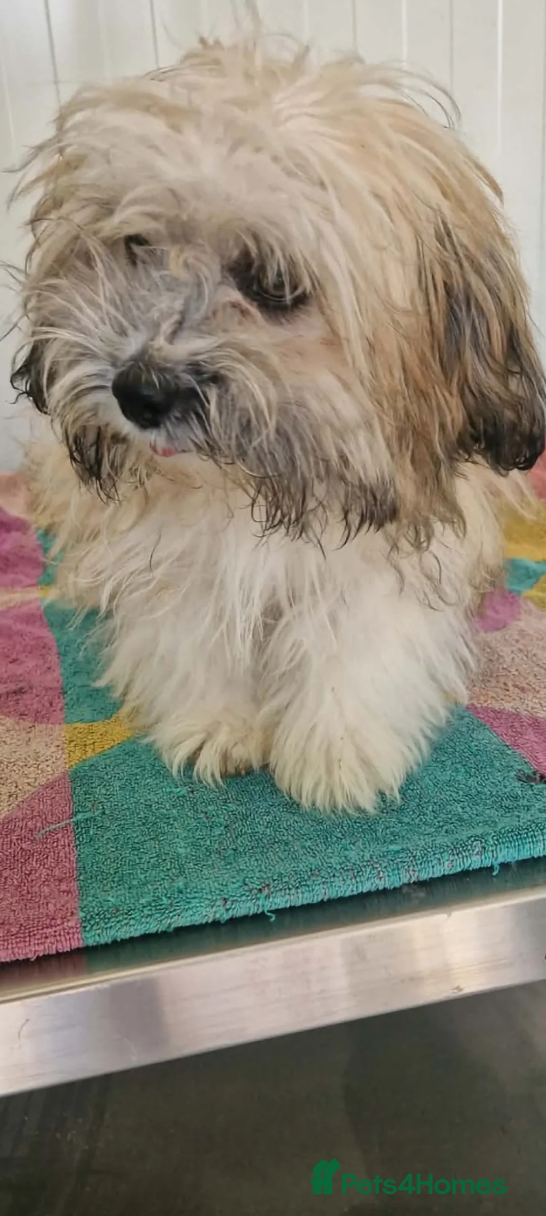 Mixed Breed dogs for adoption: Albert. Shihtzu mix 5kg  in Bridlington - Advert 6