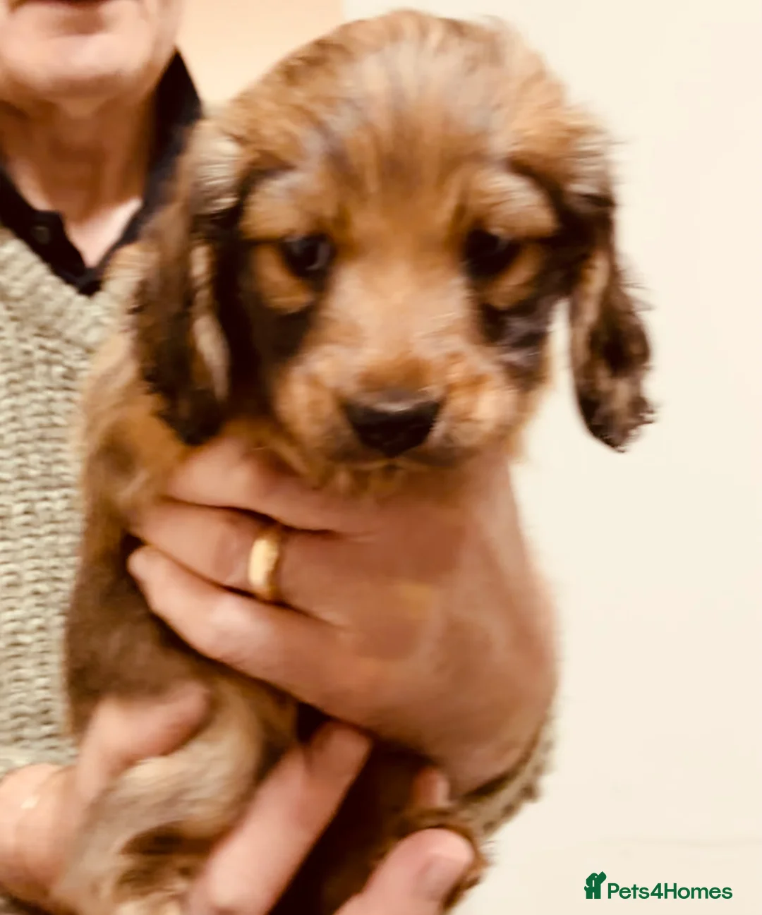 Miniature Dachshund dogs for sale: KC reg mini longhaired dachshund pups 1 girl2xboys - Advert 40