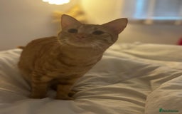 American Shorthair cats for sale: Cyra: Orange female American shorthair - Image 5