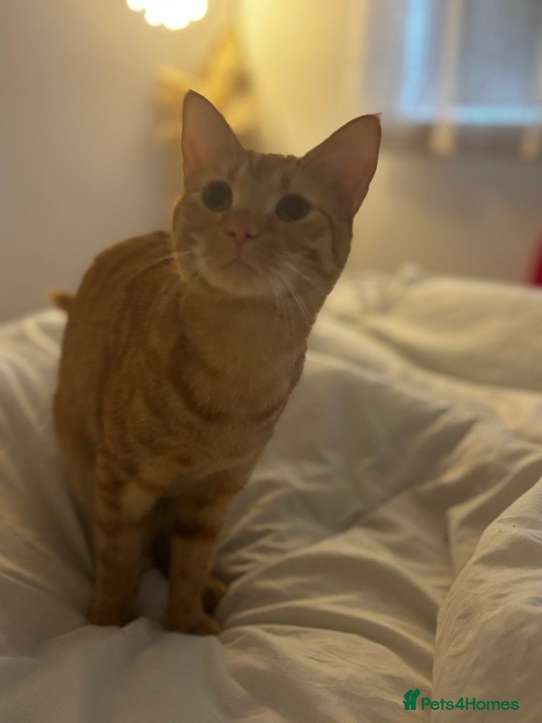 American Shorthair cats for sale: Cyra: Orange female American shorthair - Image 5