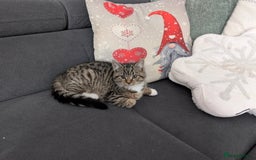 Ragdoll cats for sale: Ragdoll x BSH/MaineCoon kittens  - Advert 8