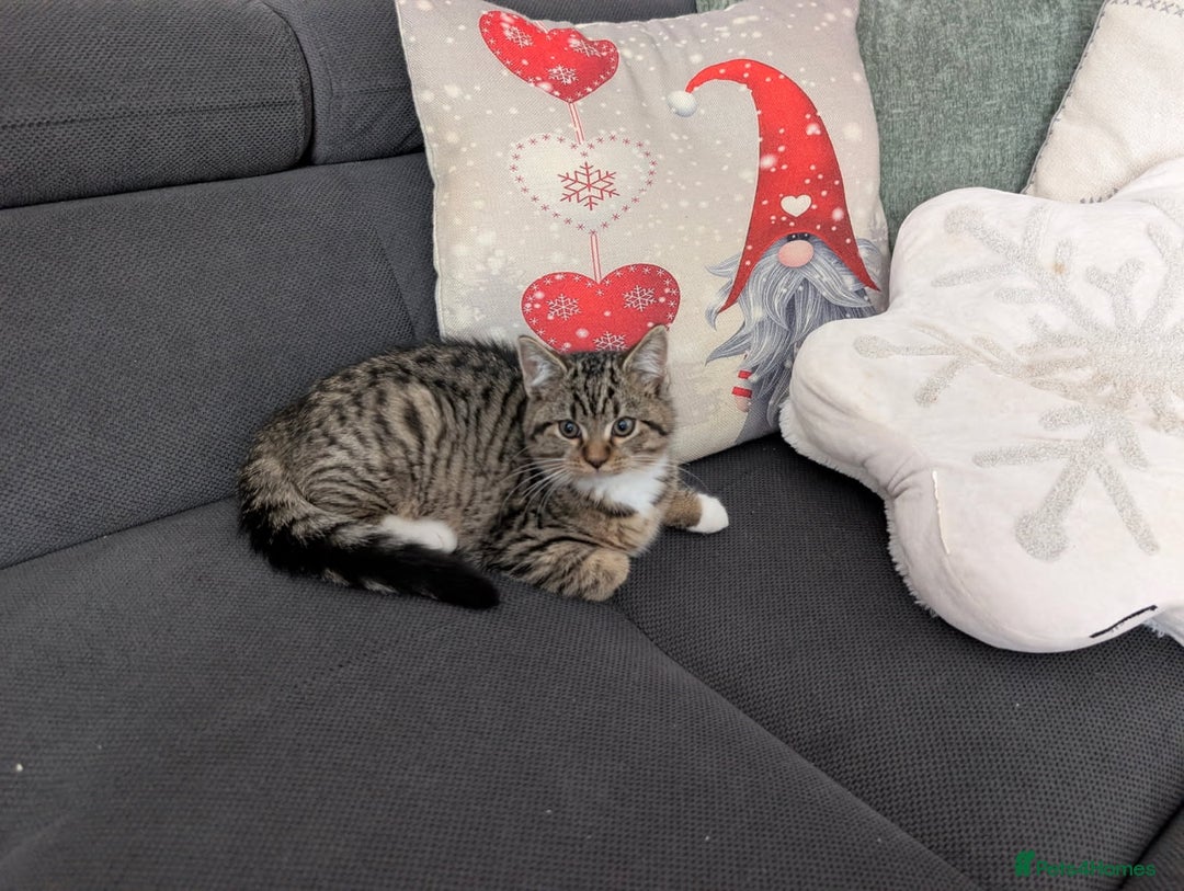 Ragdoll cats for sale: Ragdoll x BSH/MaineCoon kittens  - Advert 8