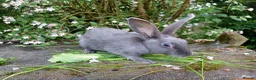 English rabbits for sale: Yurvac vaccinated English rabbits, ready now!  - Advert 6
