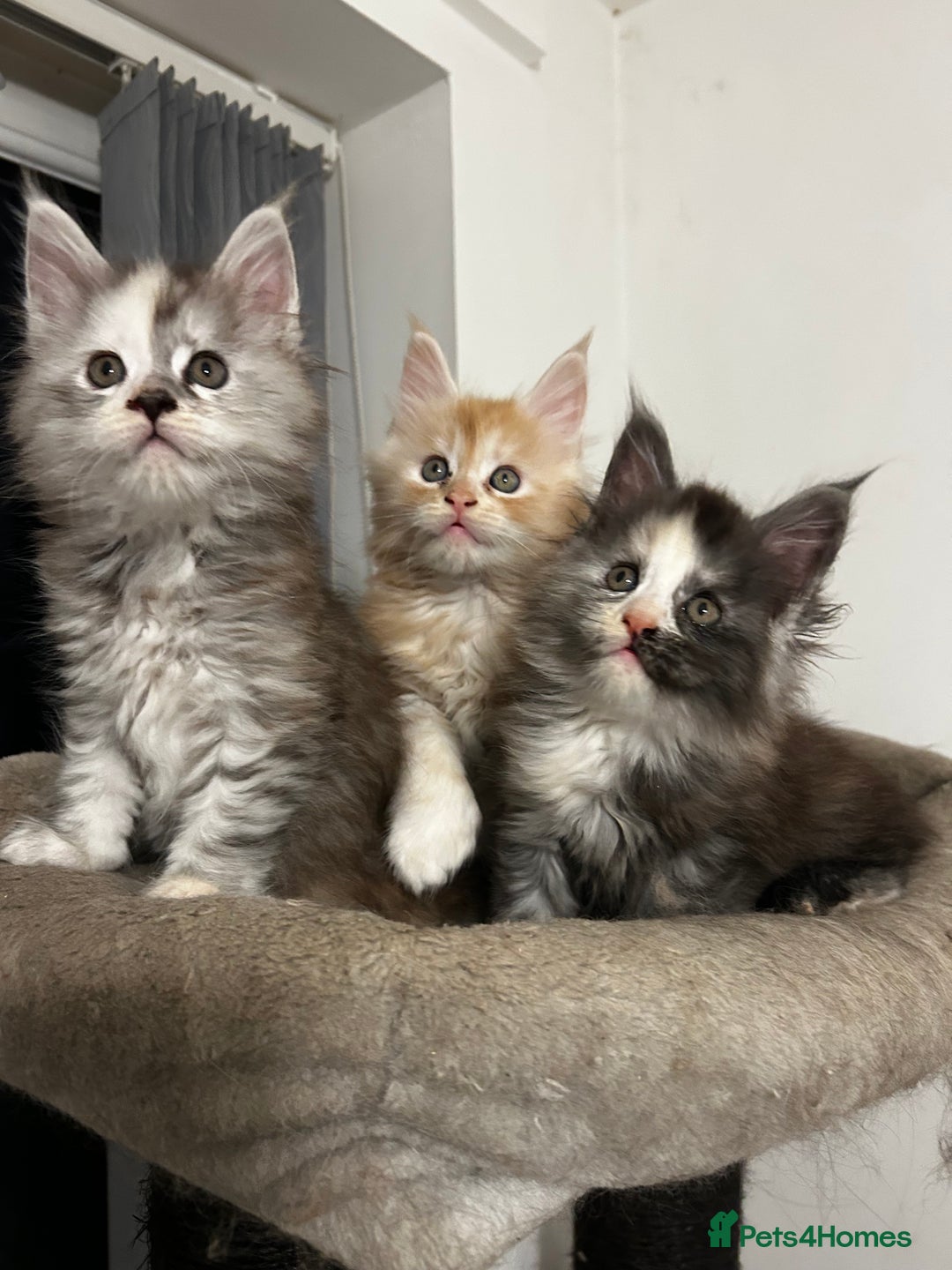 Maine Coon cats for sale: 2 stunning girls 1 polydactyl ready  **  ev - Advert 19