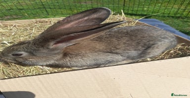 Continental Giant rabbits - Advert 14