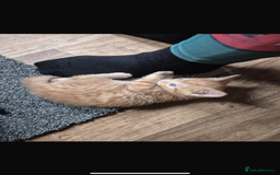 Mixed Breed cats for sale: Ginger stripped Male kitten  - Image 6