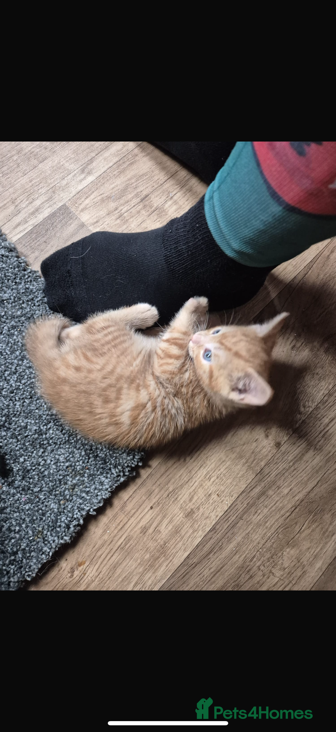 Mixed Breed cats for sale: Ginger stripped Male kitten  - Image 6
