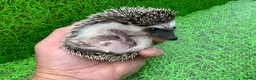 Pygmy Hedgehog rodents for sale: African Pygmy Hedghogs  - Advert 12