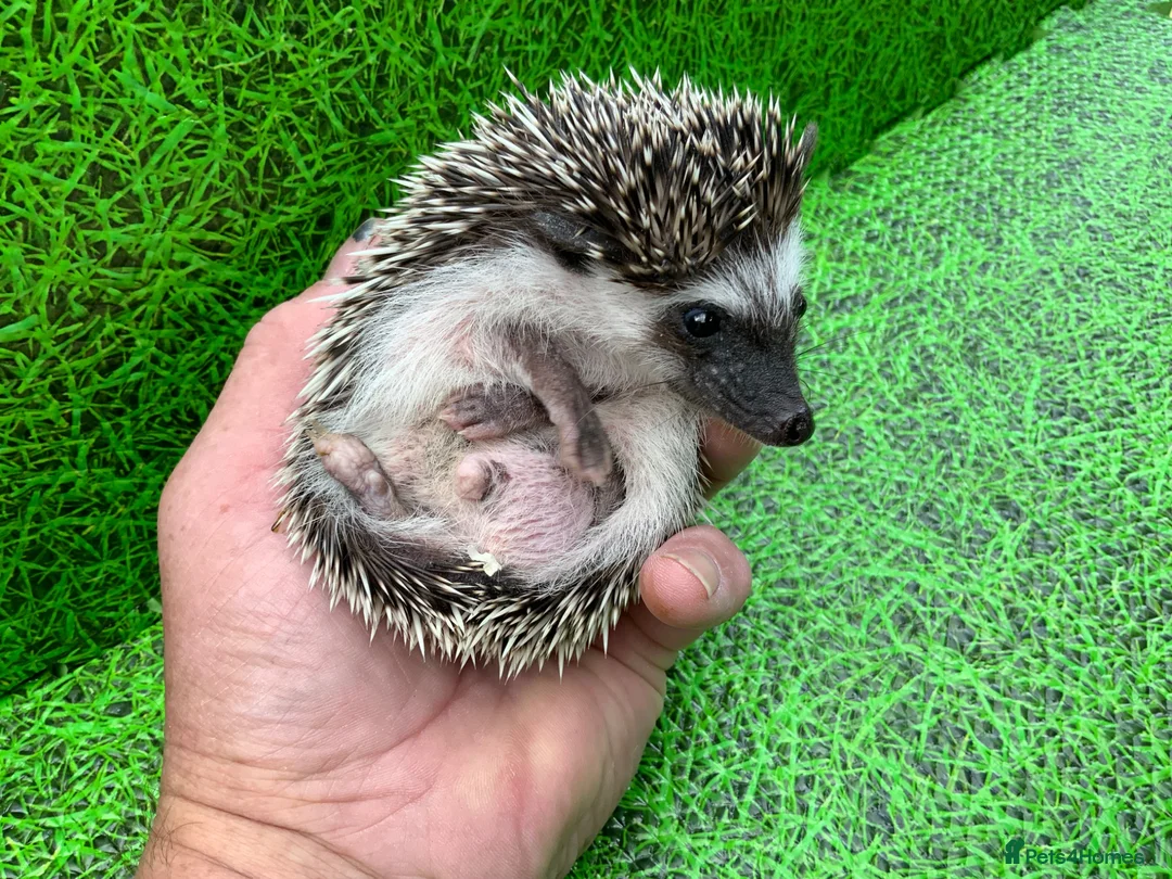 Pygmy Hedgehog rodents for sale: African Pygmy Hedghogs  - Advert 12