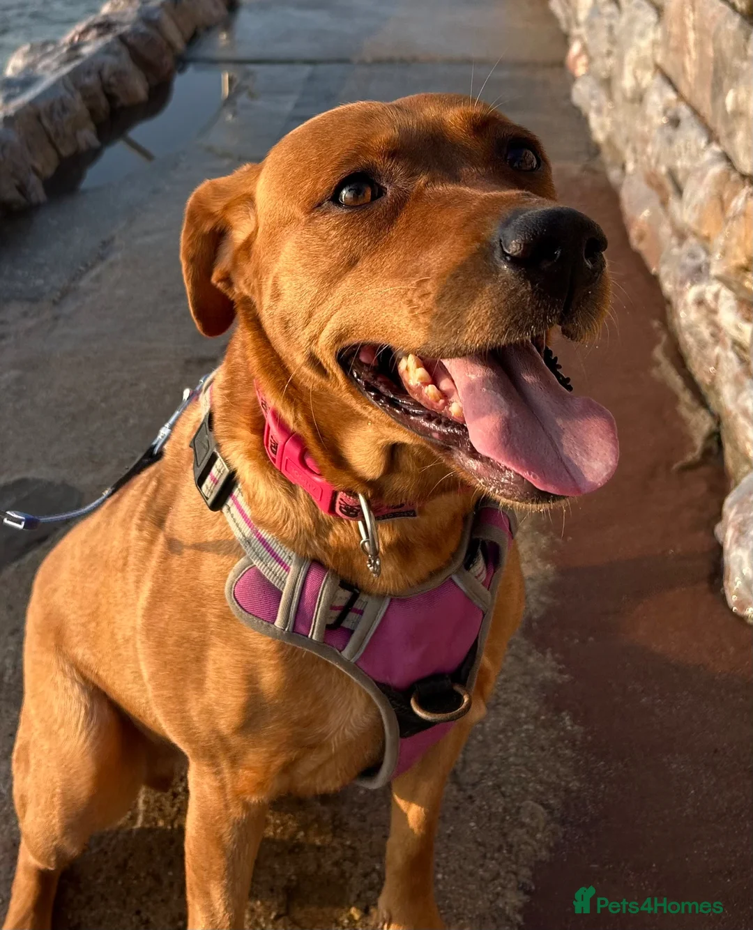 Mixed Breed dogs for sale: Beautiful Vizslador needs a new home - Advert 2