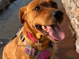 Mixed Breed dogs Beautiful Vizslador needs a new home - Advert 3