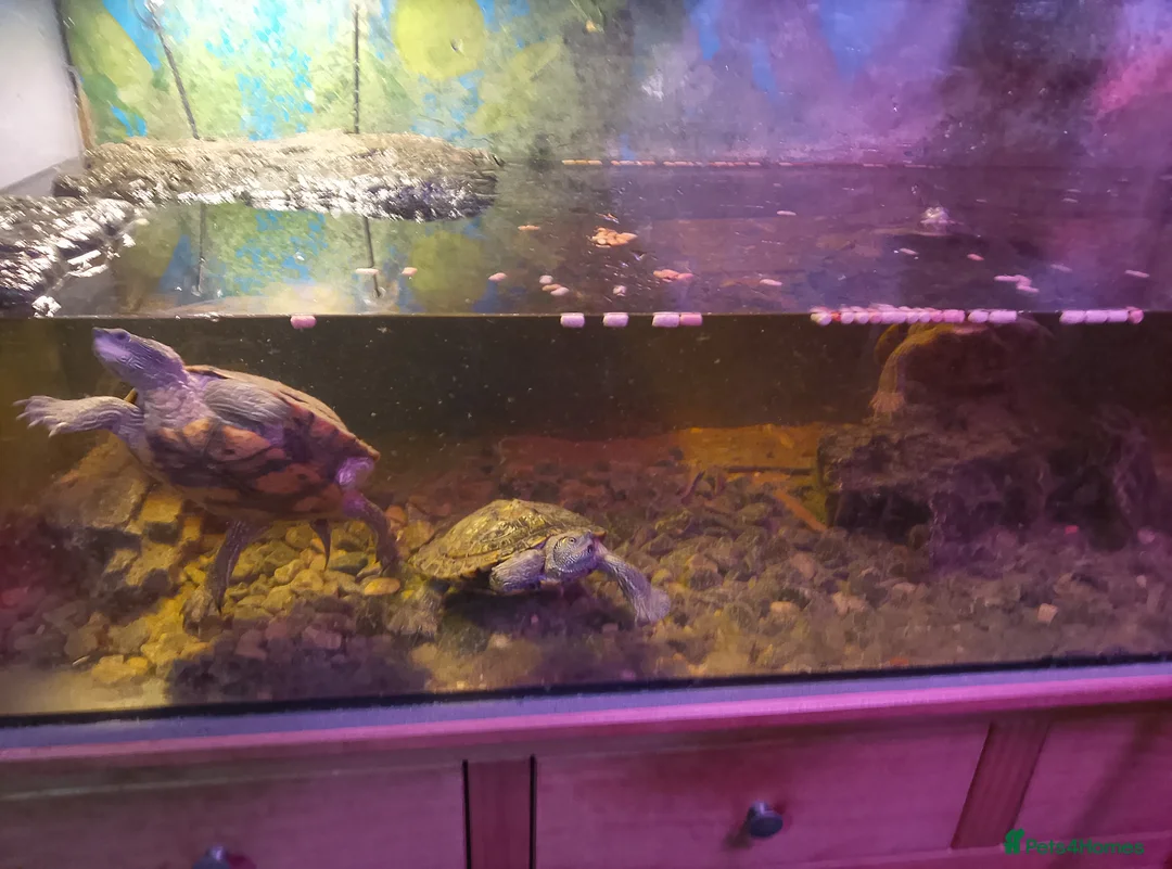 Turtle reptiles for sale: Large tank with 3 adult Mississippi turtles - Advert 4