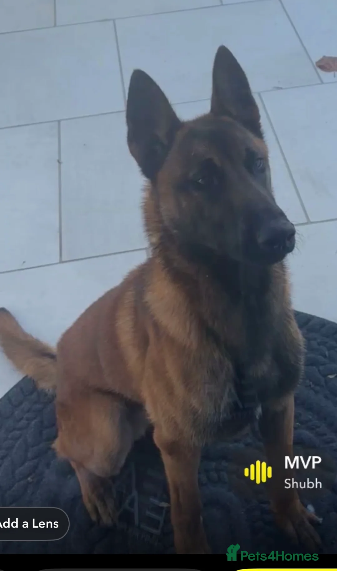 Belgian Shepherd Dog dogs for sale: Belgian malinios  in Birmingham - Advert 2