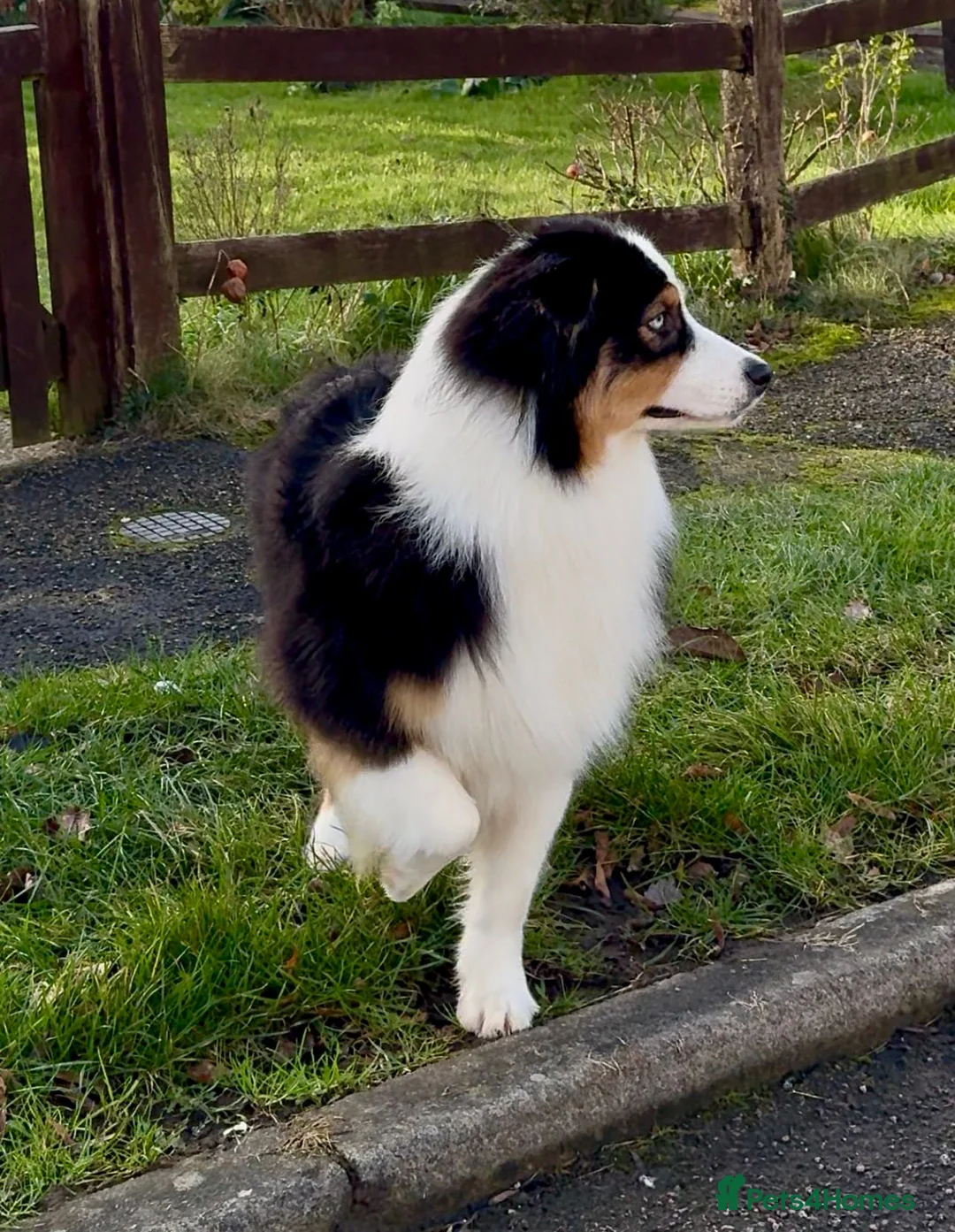 Australian Shepherd dogs for sale: Top Quality Australian Shepherd Pups  - Advert 13