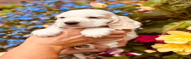 Cocker Spaniel 8