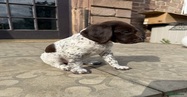 German Shorthaired Pointer dogs - Advert 2