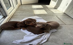 Miniature Dachshund dogs for sale: ONE LEFT Miniature Dachshund Chocolate girl  - Image 7