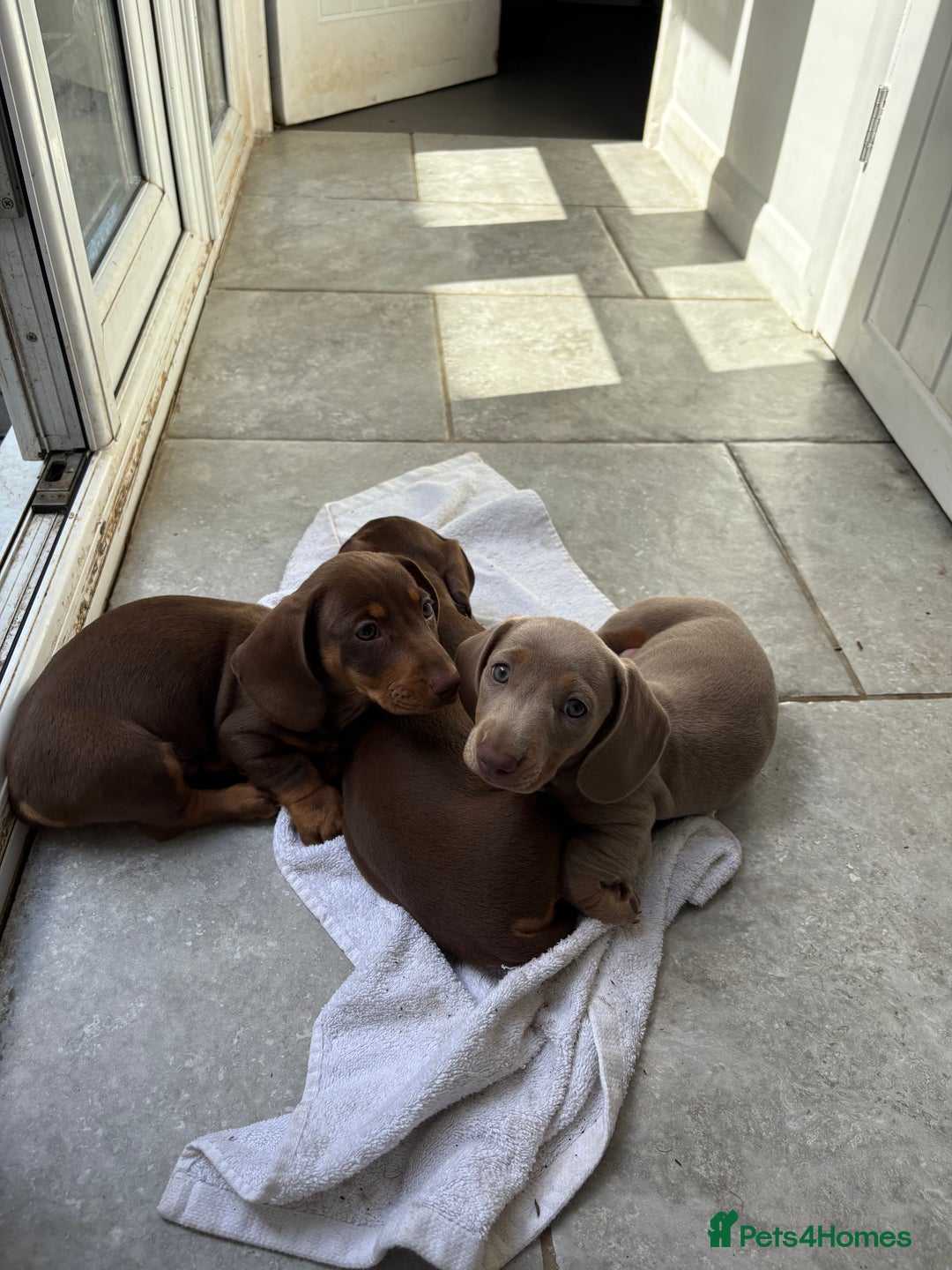 Miniature Dachshund dogs for sale: ONE LEFT Miniature Dachshund Chocolate girl  - Image 7