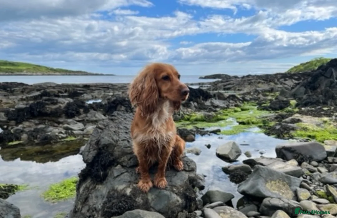 Cocker Spaniel dogs for sale: ✨ Working Cocker Spaniel pups, ready 7th March ✨ - Advert 3