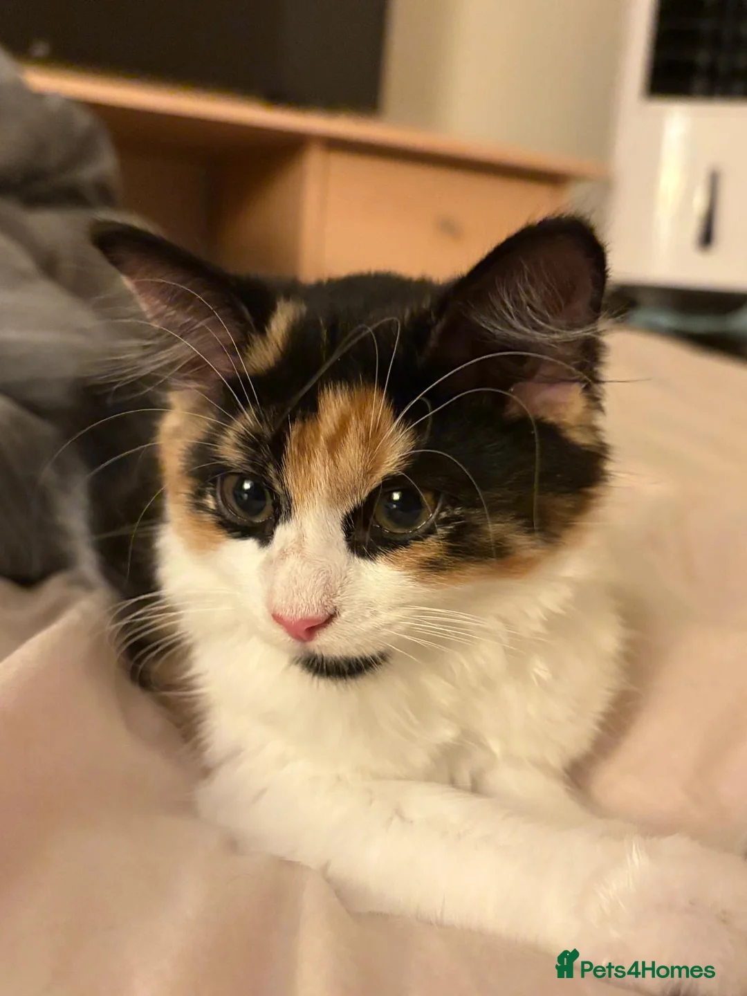 Mixed Breed cats for sale: Beautiful 9-Month Calico Female + Full Starter Kit - Advert 3