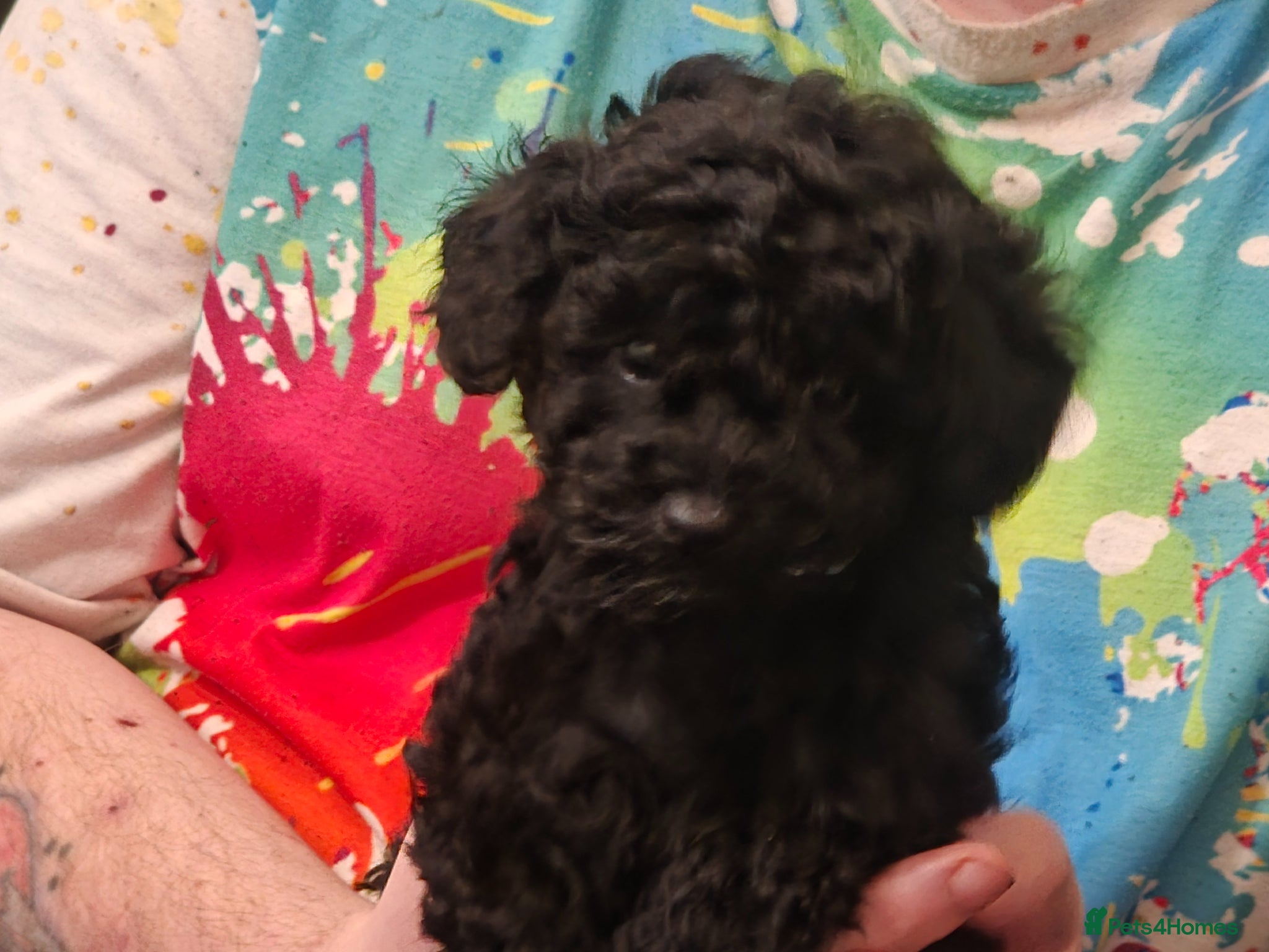 Toy Poodle dogs Gorgeous Toy poodle boy puppy - Advert 6