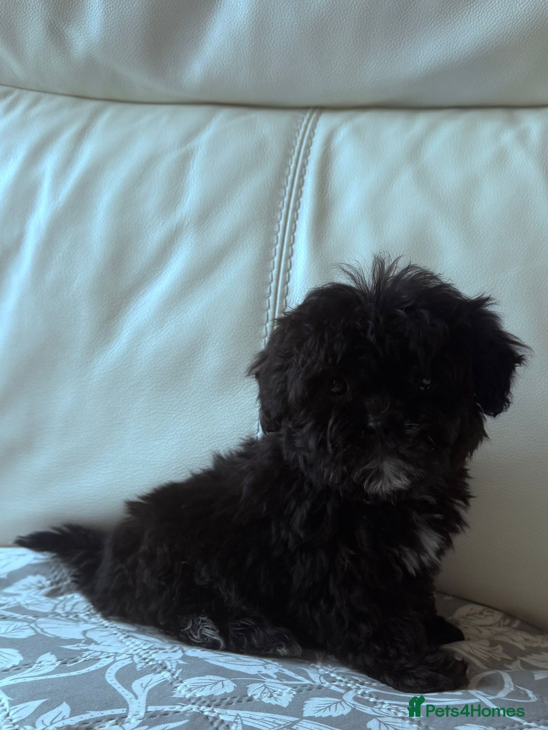 Shihpoo dogs for sale: Shihpoo puppys - Advert 4