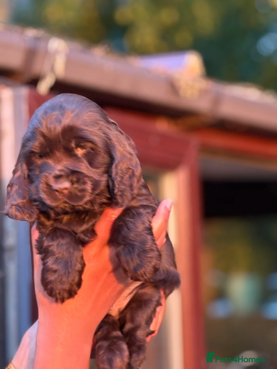 Cocker Spaniel dogs for sale: Show cocker spaniels kc reg pups ready 14 th June  - Advert 1