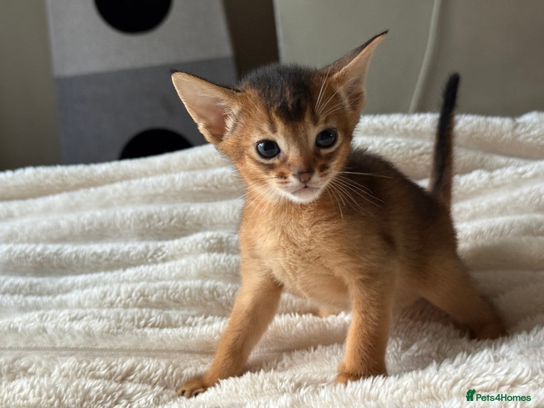 Abyssinian cats for sale: GCCF registered beautiful Abyssinian kittens  - Image 8