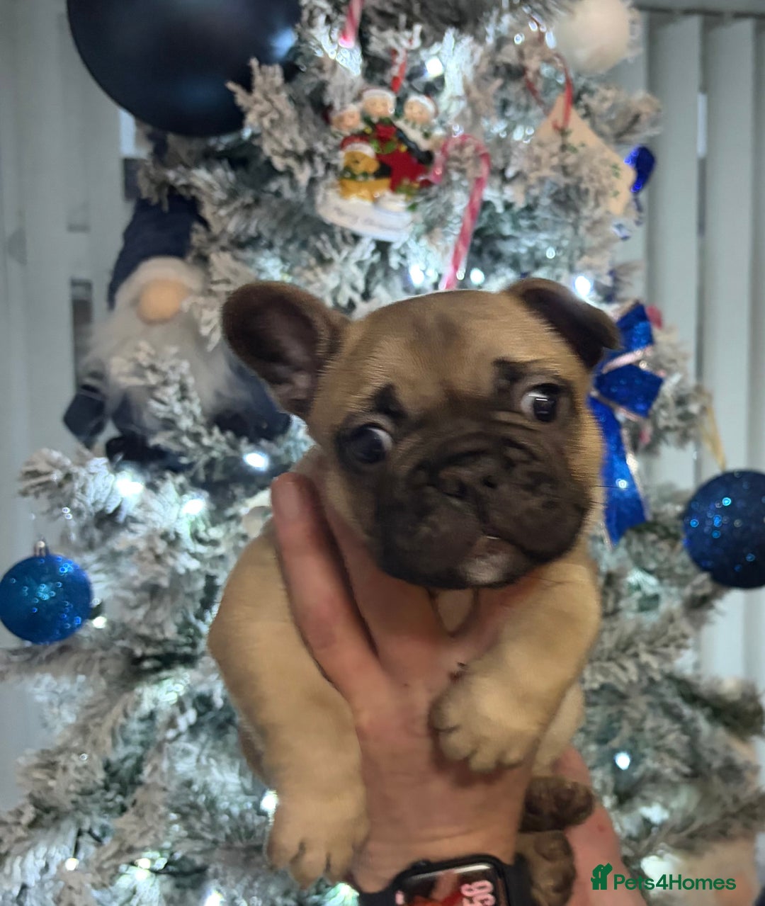 French Bulldog dogs for sale: French Bulldog Puppies PET PRICED  - Advert 24