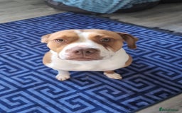 Mixed Breed dogs for sale: Luna golden girl - Image 1