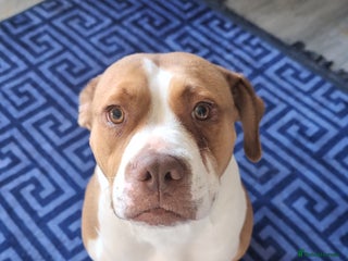 Mixed Breed dogs - Advert 6