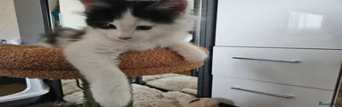 Maine Coon 2