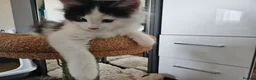 Maine Coon cats for sale: Maine Coon Kittens – GCCF Registered  Boys - Advert 12