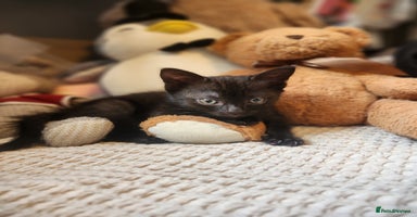 Mixed Breed cats - Advert 13