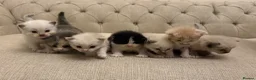 Ragdoll cats for sale: Seven Beautiful Ragdoll Kittens - Advert 2