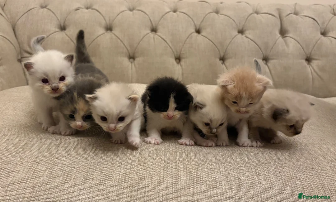Ragdoll cats for sale: Seven Beautiful Ragdoll Kittens - Advert 2