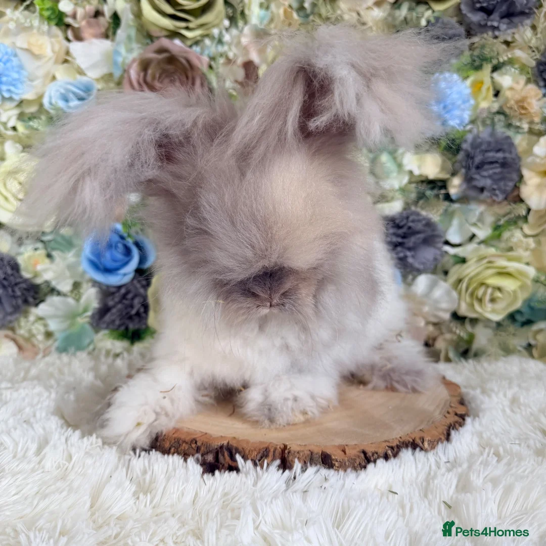 Angora rabbits for sale: Vaccinated Angoras ~ Ready Now in Plymouth - Advert 2