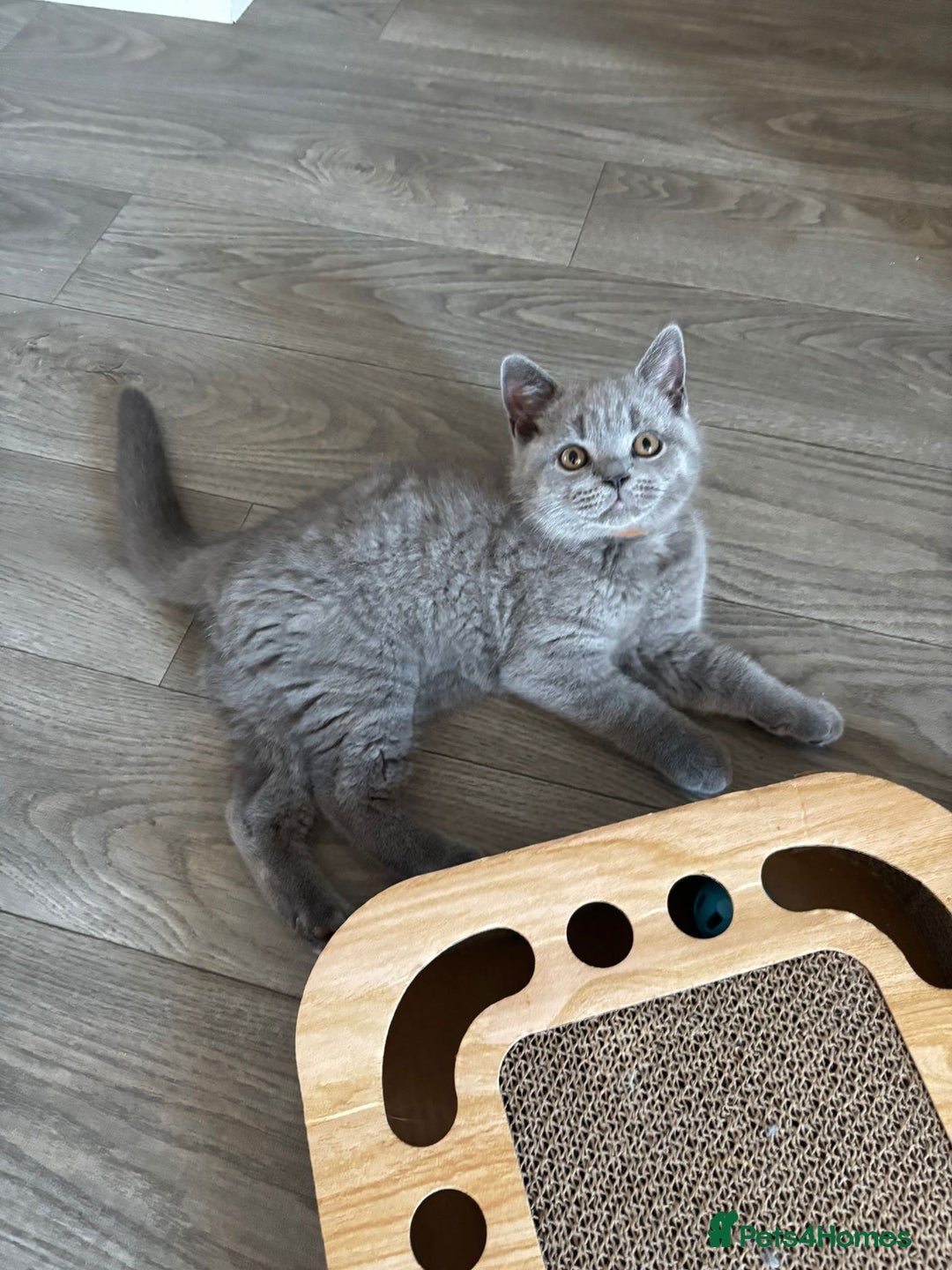 British Shorthair cats for sale: Chunky British Shorthair Kittens in Braintree - Image 19