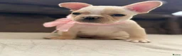 French Bulldog dogs for sale: ONLY 3 LEFT! Beautiful KC Reg French Bulldog Pups - Advert 28