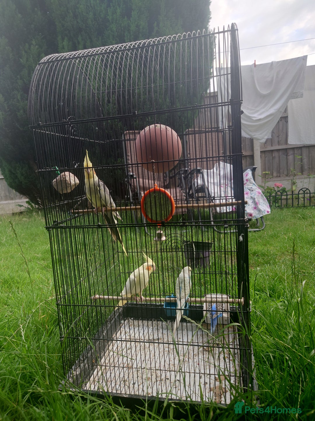 Cockatiels birds for sale: 2 Cockatiels & 2 Budgies with Cage in Preston - Image 8