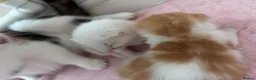 Ragdoll cats for sale: Half ragdoll kittens for sale  in Crediton - Advert 6