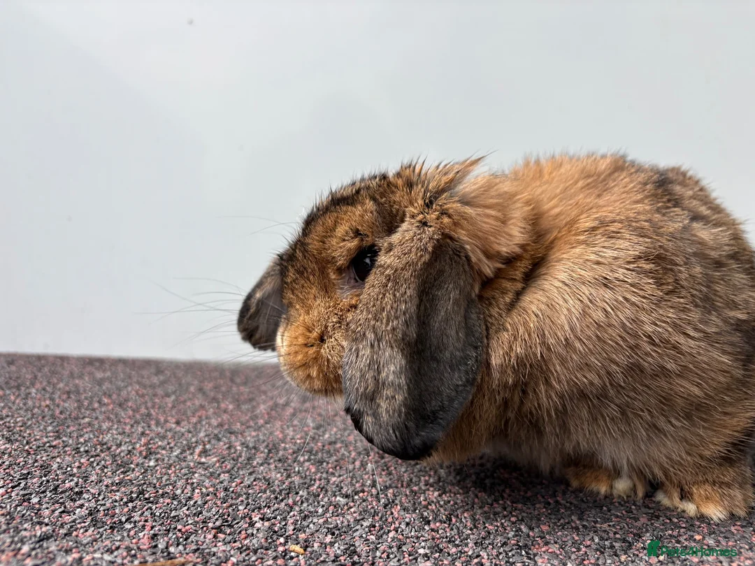 Mini Lop rabbits for sale: Adult Female Mini Lop - £80 - Four Marks, Alton - Advert 4