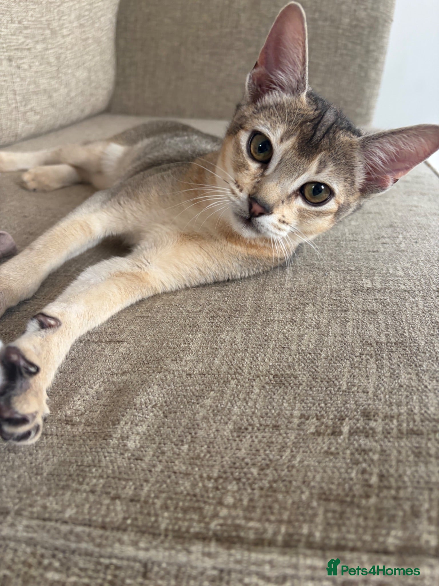 Abyssinian cats GCCF-registered usual silver Abyssinian kitten - Advert 6