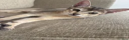 Abyssinian cats for sale: GCCF-registered usual silver Abyssinian kitten - Advert 1