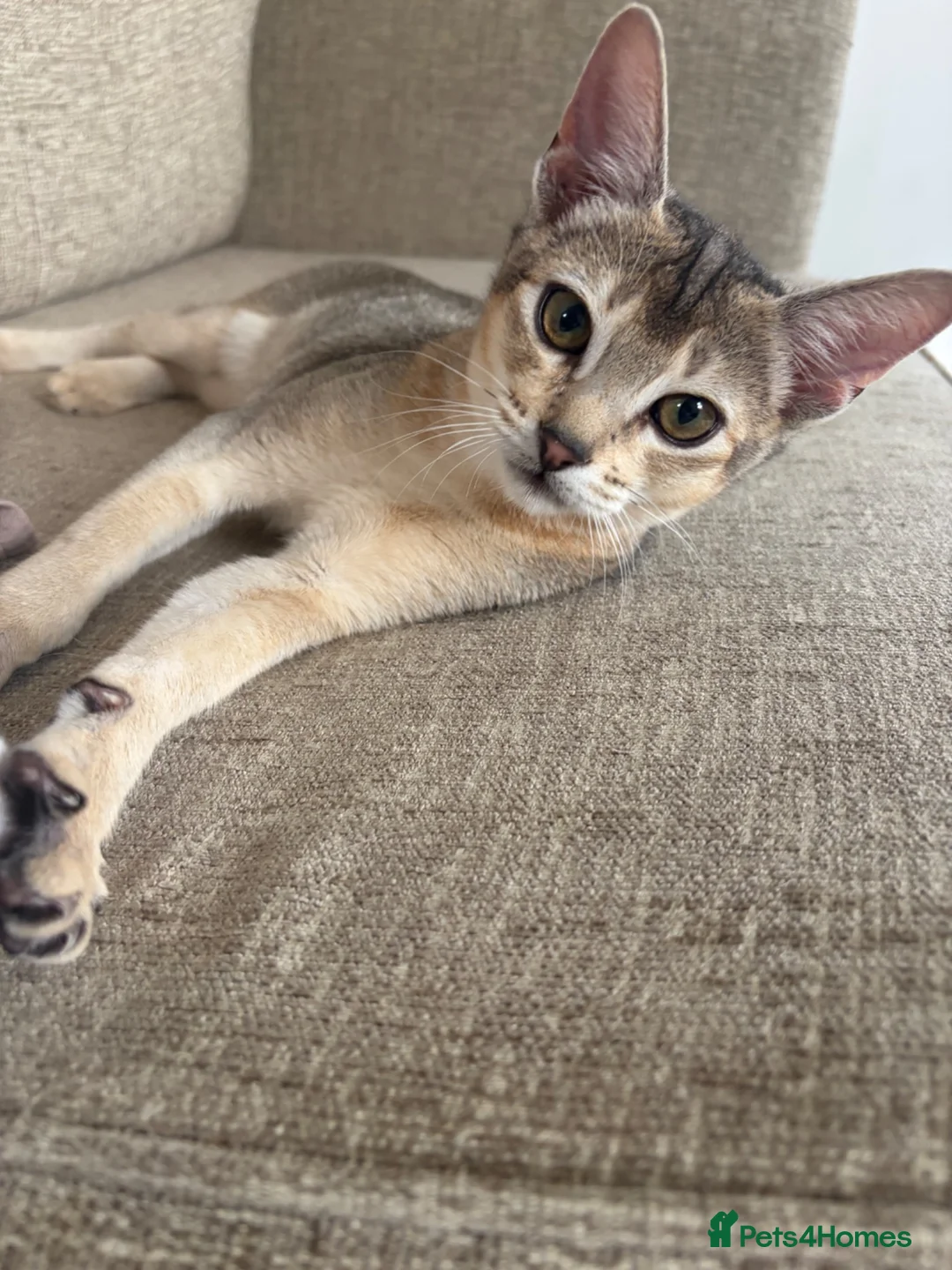 Abyssinian cats for sale: GCCF-registered usual silver Abyssinian kitten - Advert 1