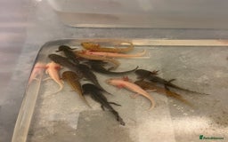 Other/Mixed Breed fish for sale: Axolotl‘s - Image 4