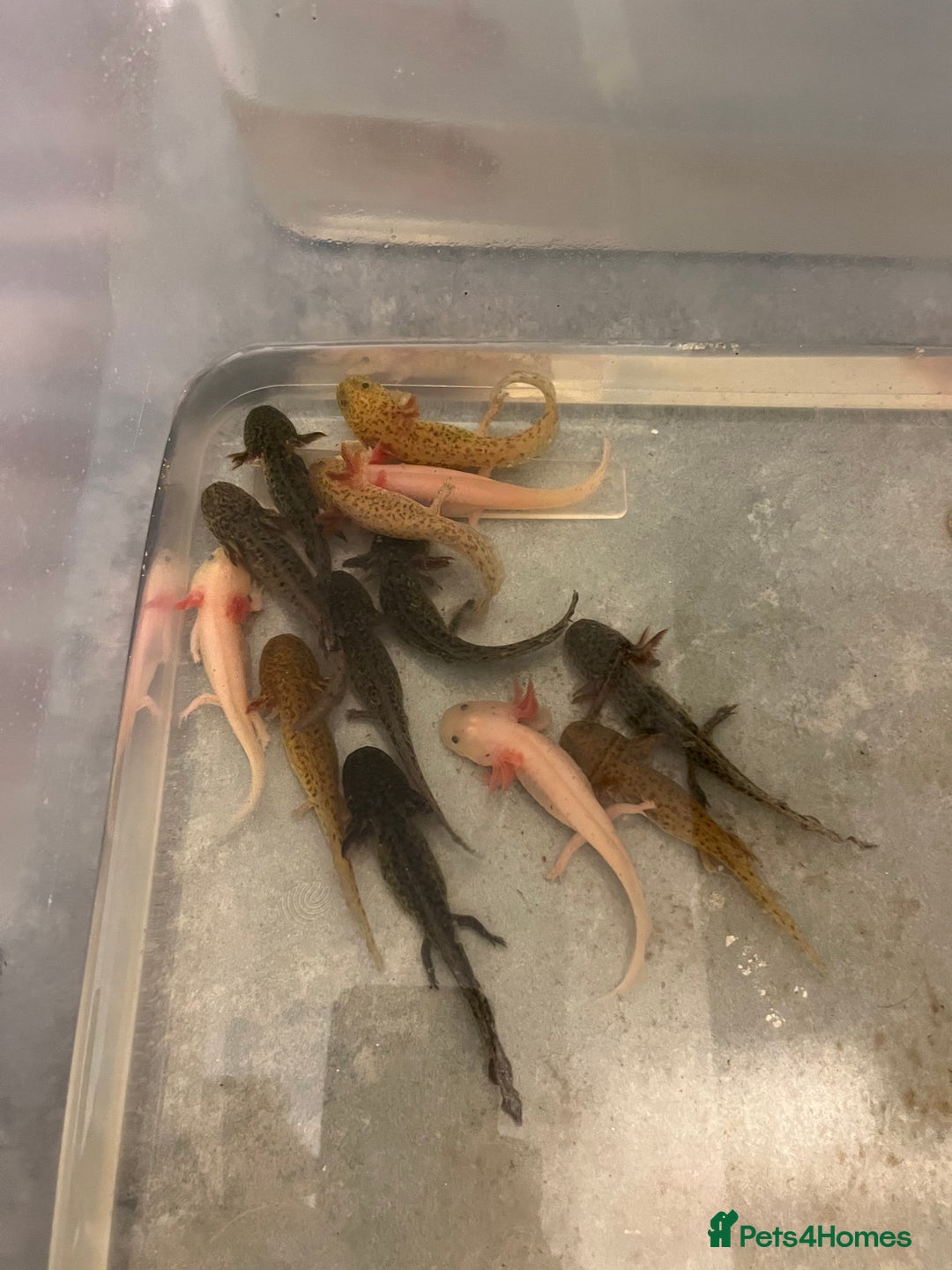 Other/Mixed Breed fish for sale: Axolotl‘s - Image 4