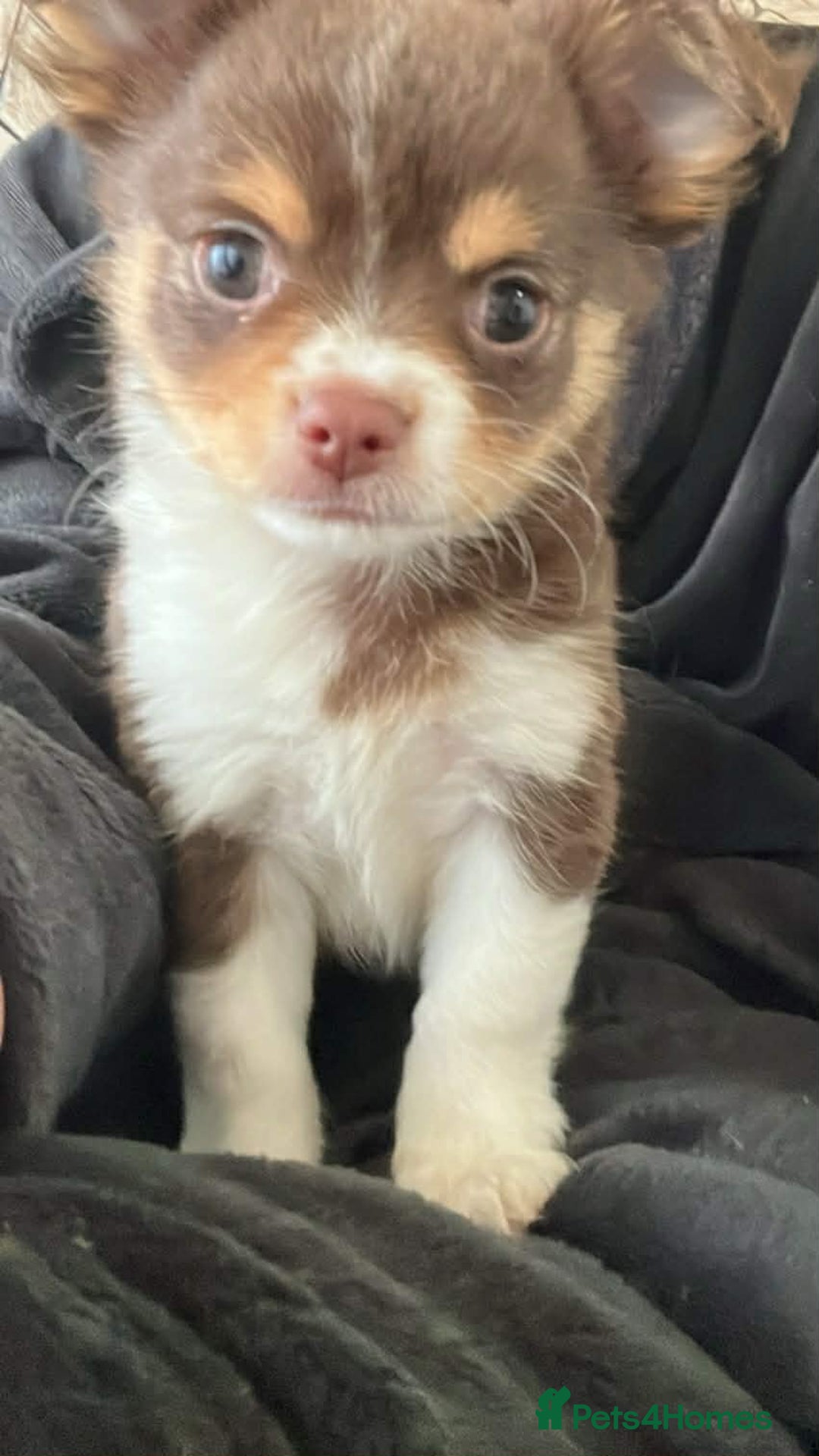 Chihuahua dogs for sale: chihuahua boy puppies  - Advert 3