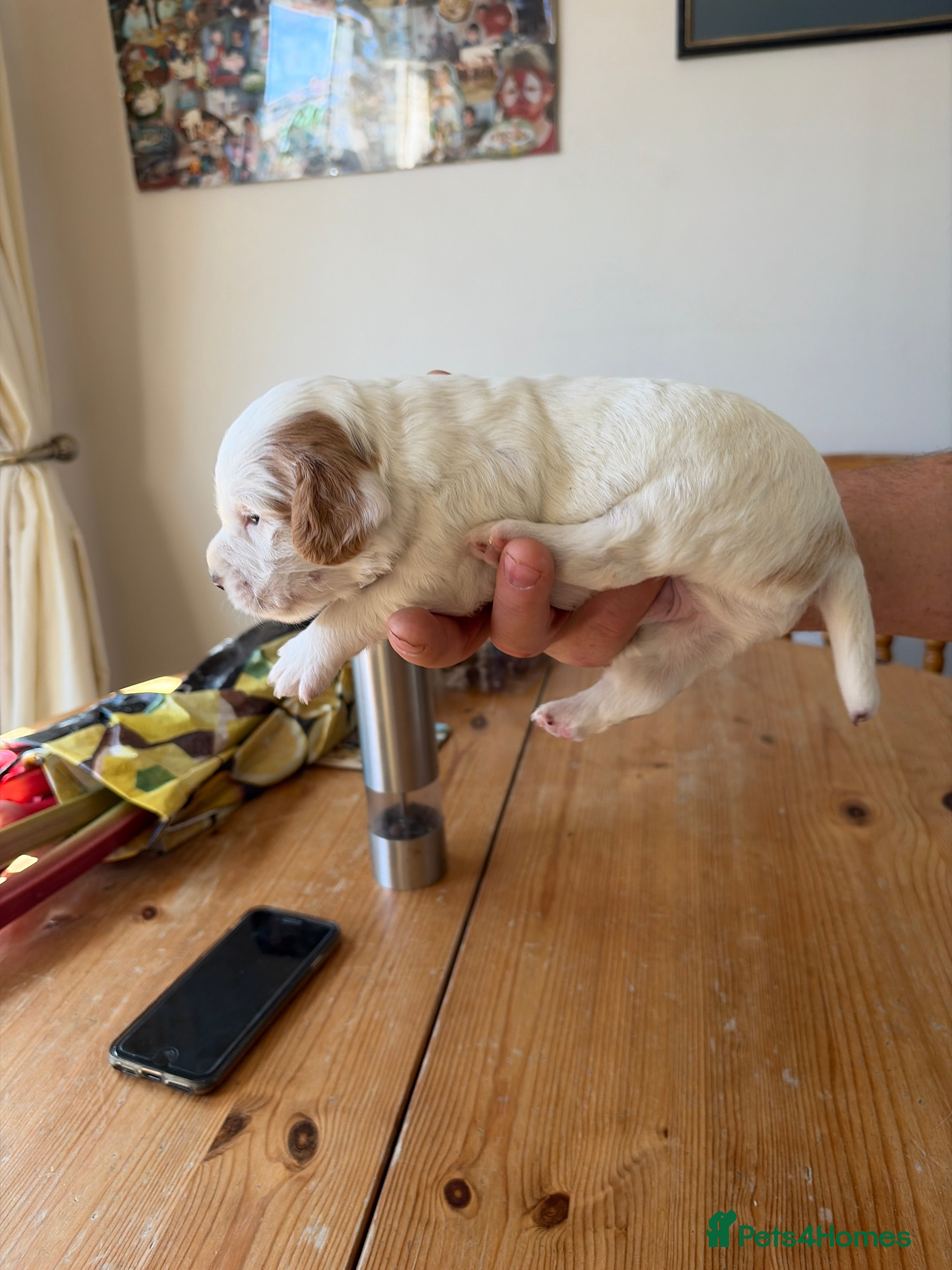 Sprocker dogs Working sprocker pups - Advert 2